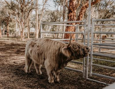 Rhan’z Barn- Highland Cow Tours and Farm Stay