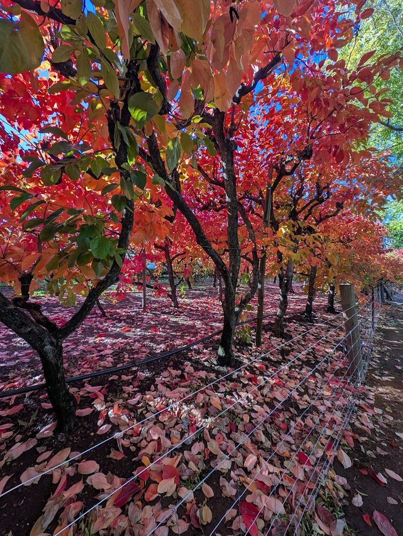Willow Springs Orchard