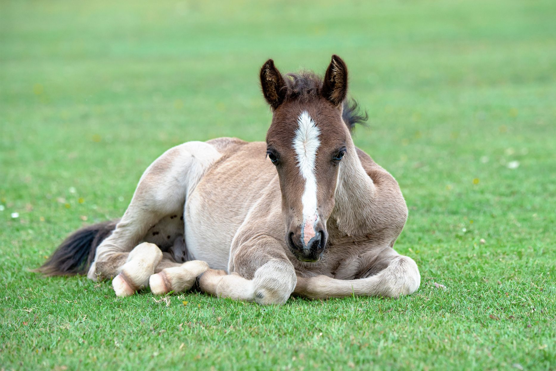 Centura Riding School