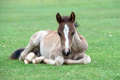 Centura Riding School