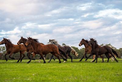 The Horse Resort - horse riding in Margaret River