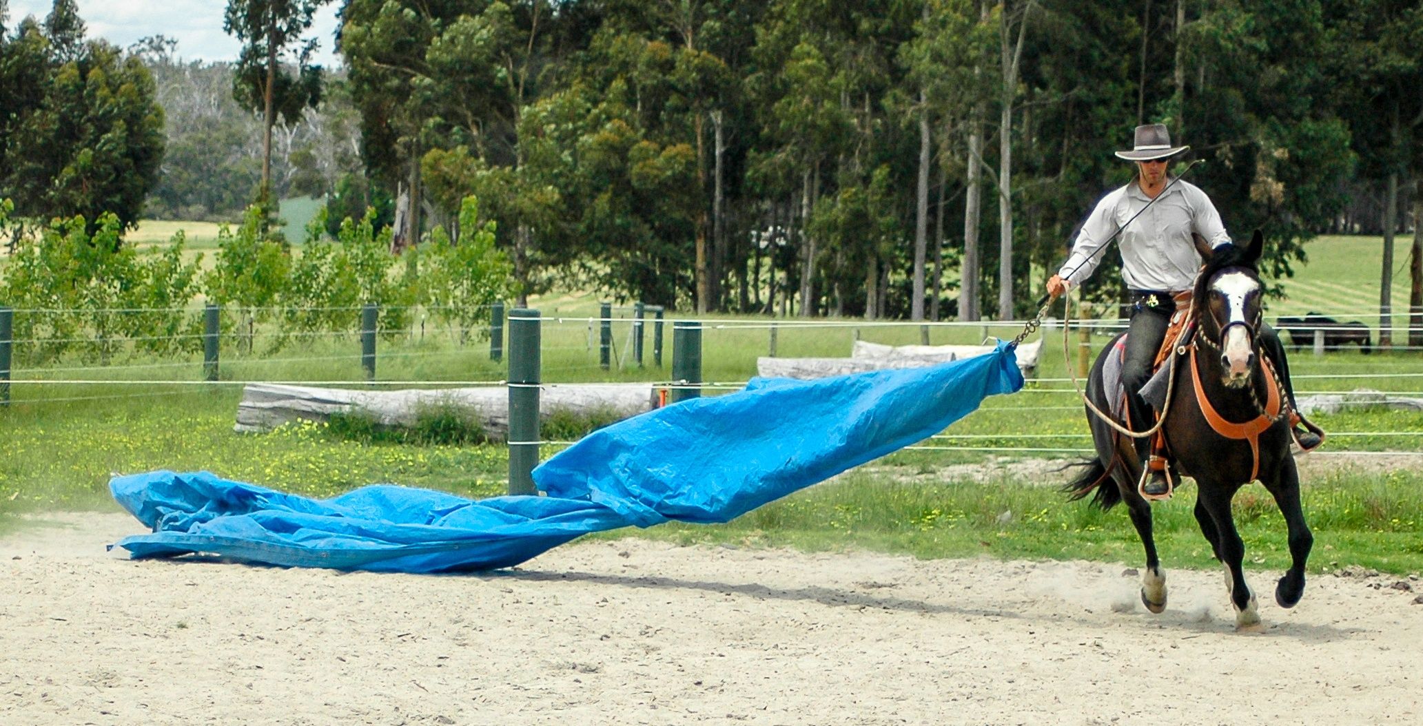 Horse Training