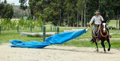 Horse Training