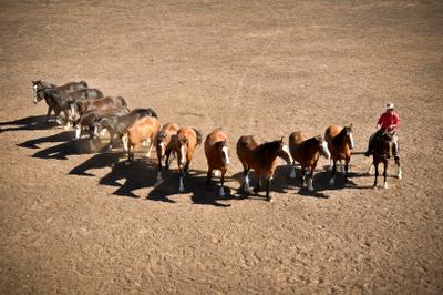 The Horse Resort - horse riding in Margaret River