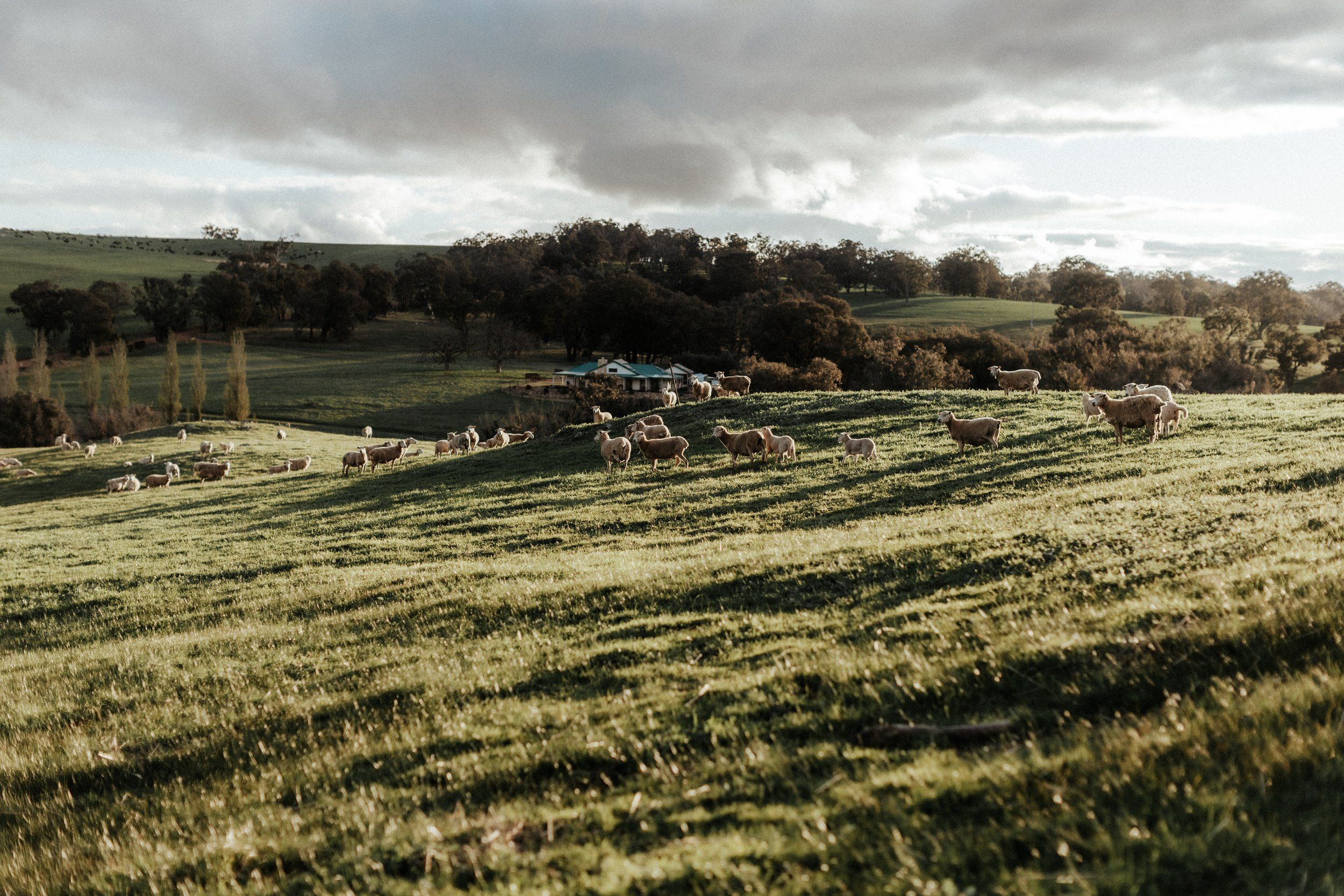 Dalmore Farm