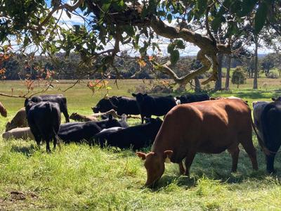 Margaret River Organic Farmer