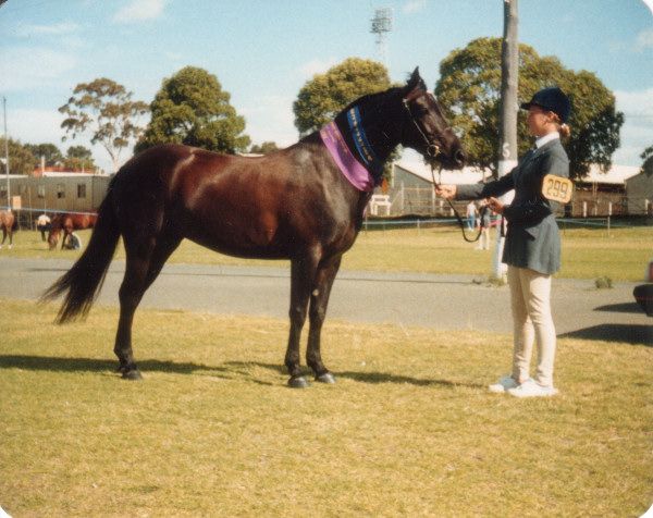 Brockman's Riding School
