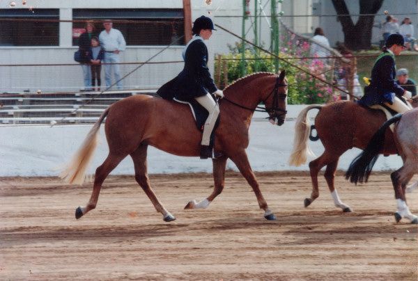 Brockman's Riding School