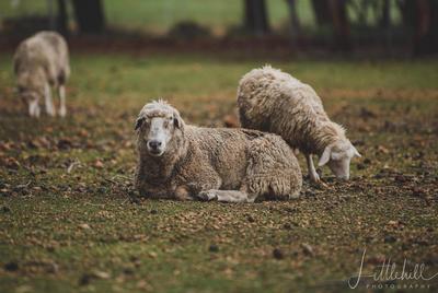 Possum Valley Animal Sanctuary