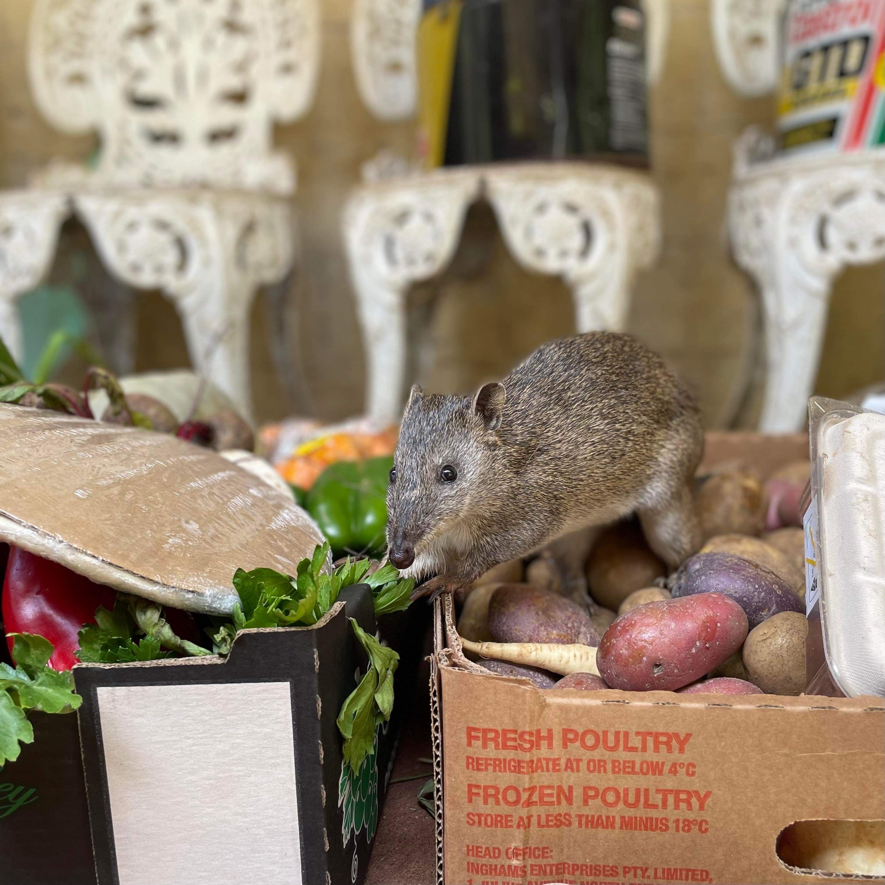 Possum Valley Animal Sanctuary