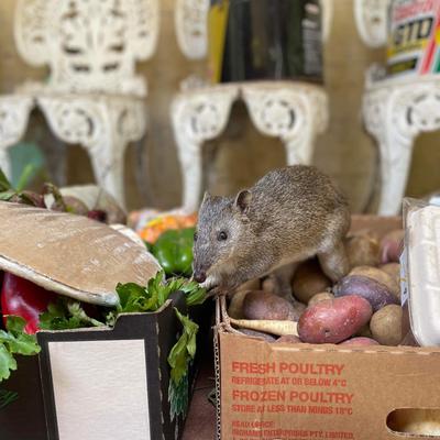 Possum Valley Animal Sanctuary