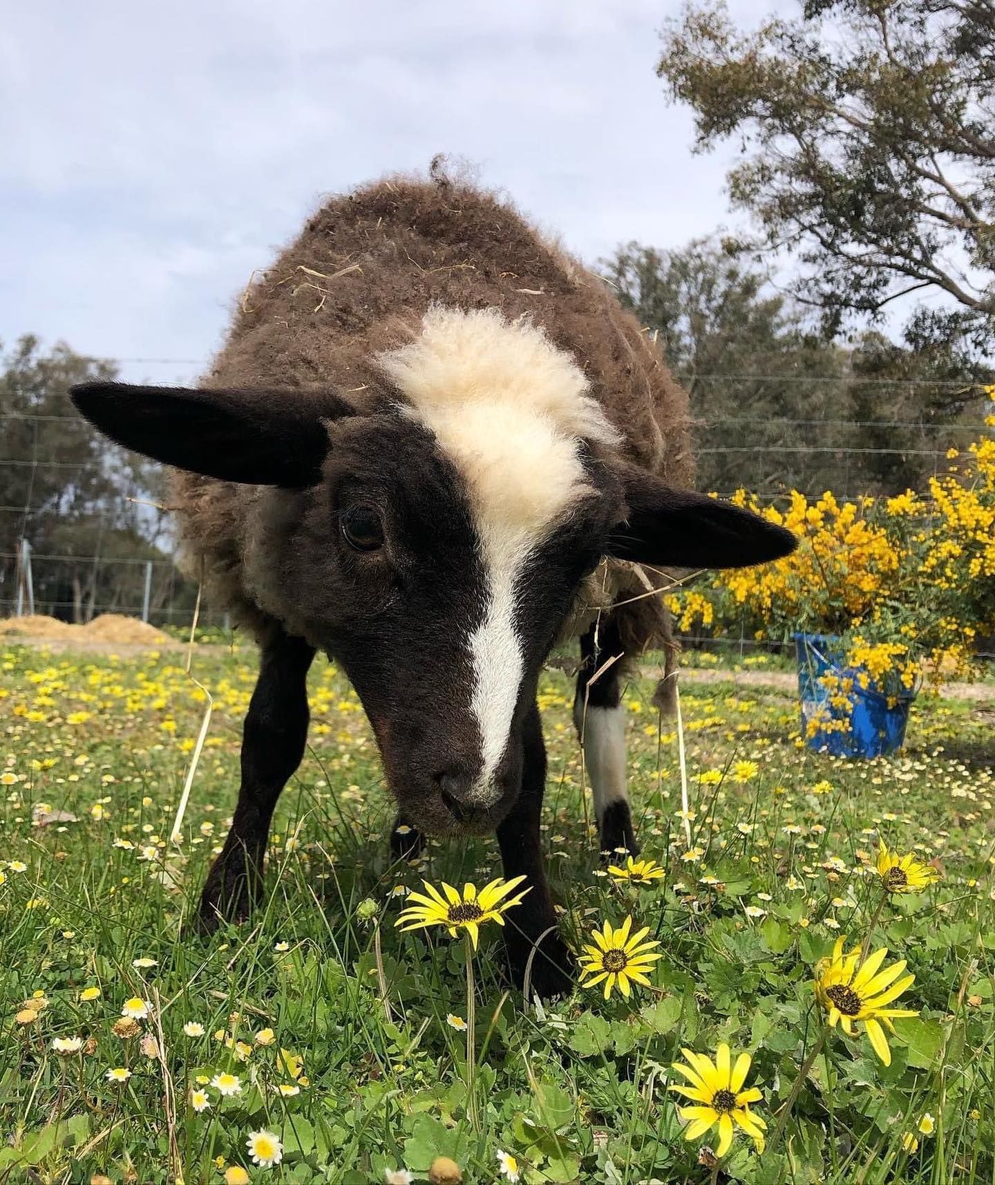 Possum Valley Animal Sanctuary