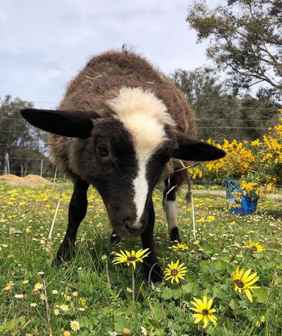 Possum Valley Animal Sanctuary