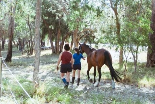 Equine Assisted Healing - walk and talk