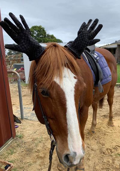 Mohegan Equestrian & Healing Centre