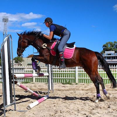Showgrounds Equestrian Centre