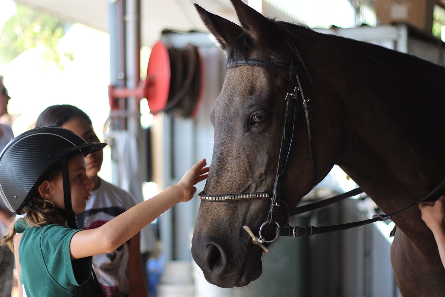 Showgrounds Equestrian Centre
