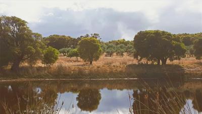 Whirlwind Olives and Oil