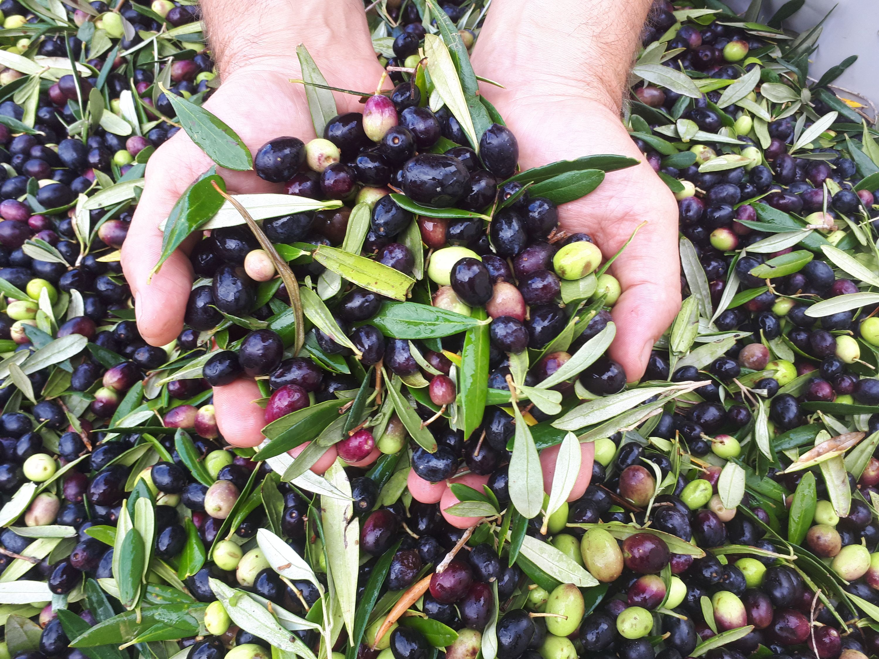 Whirlwind Olives and Oil