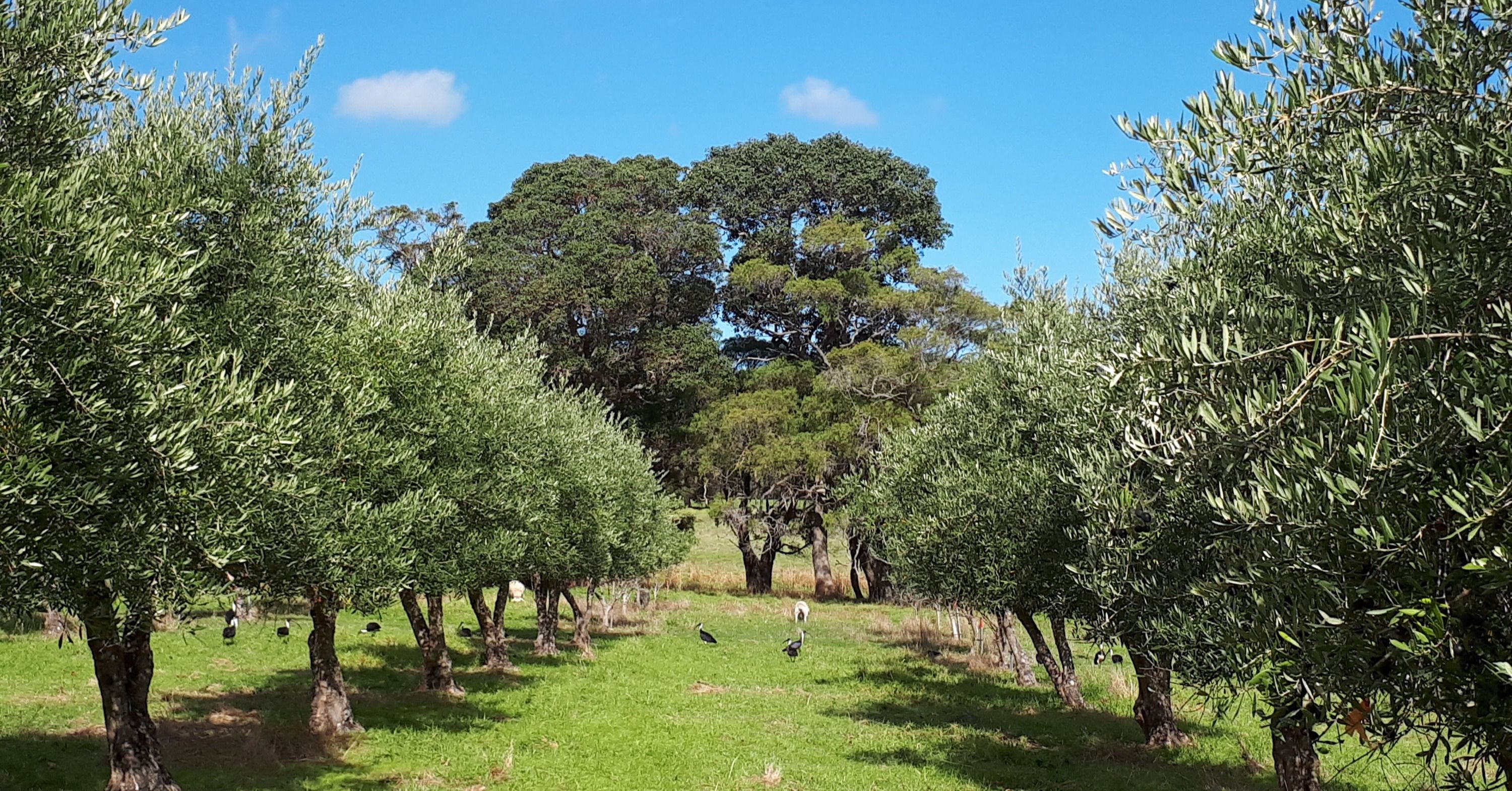 Whirlwind Olives and Oil