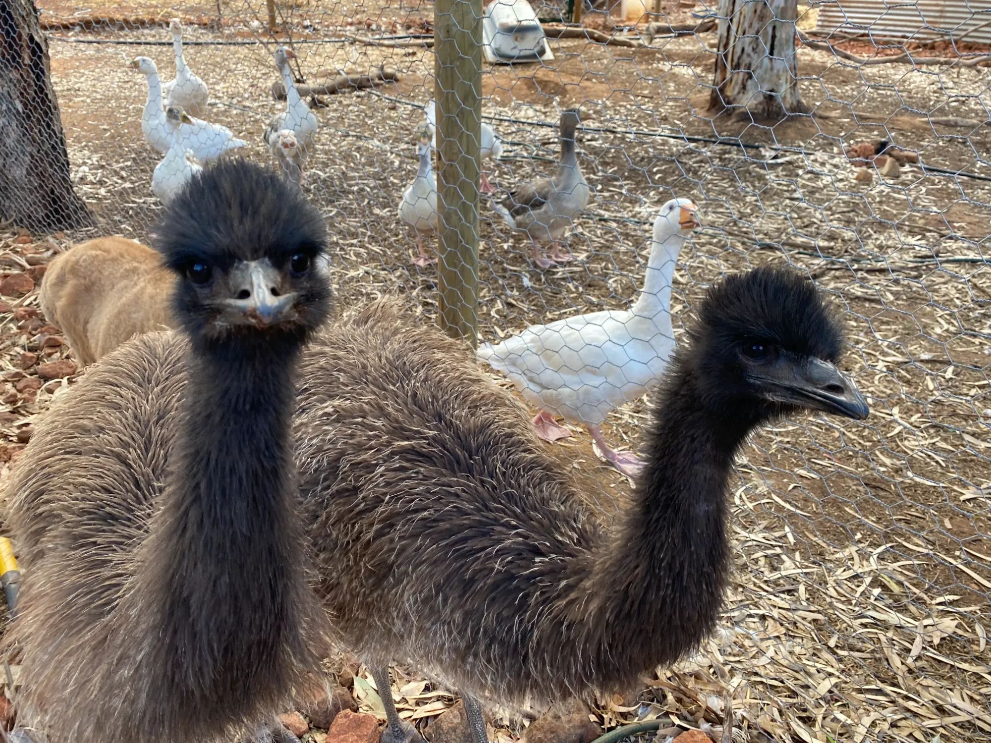 A DAY AT THE FARM TOODYAY