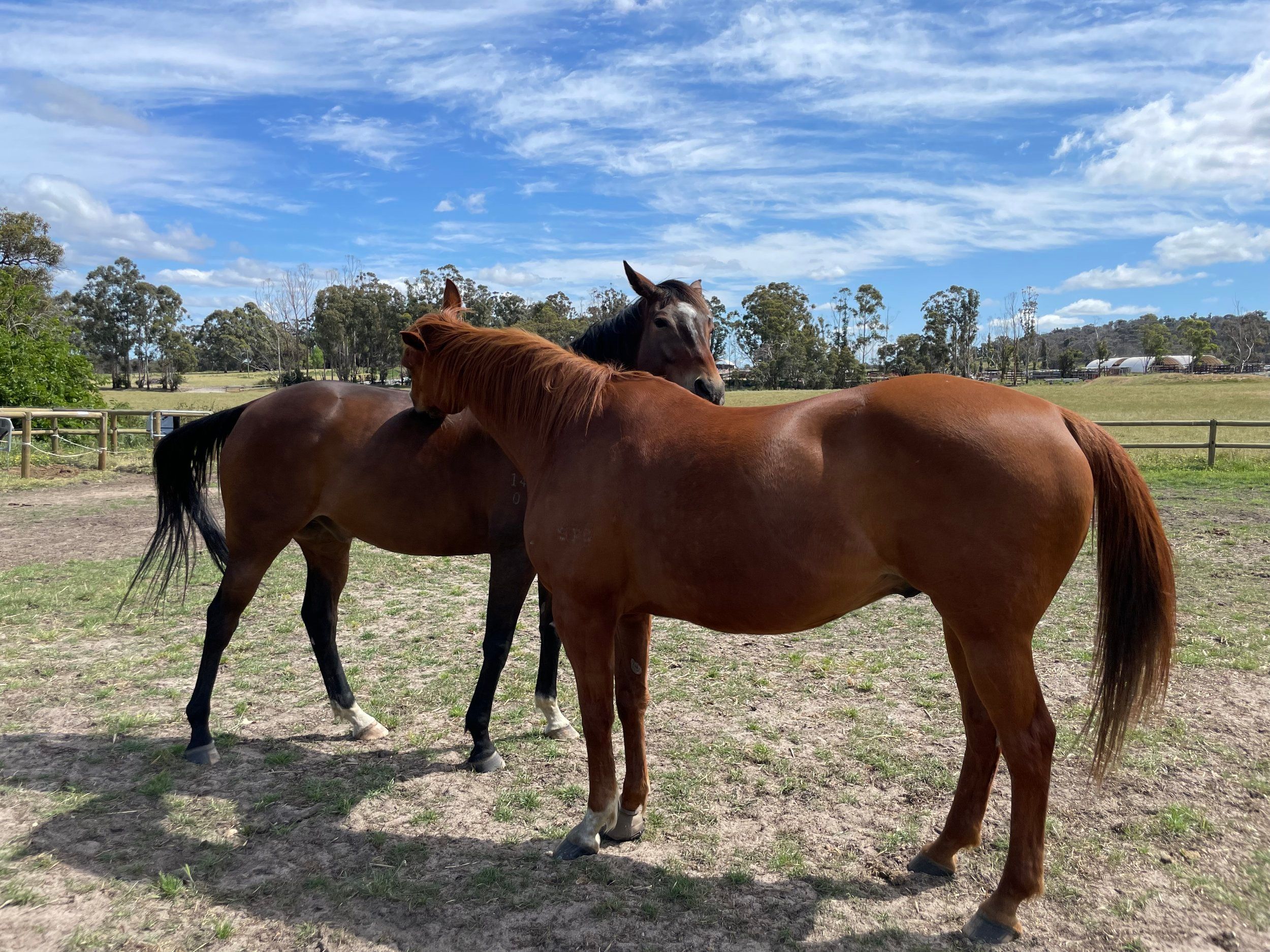 Yarrada Farm Riding School