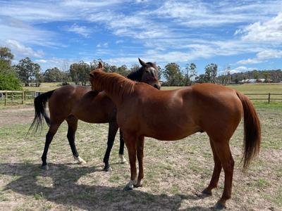Yarrada Farm Riding School