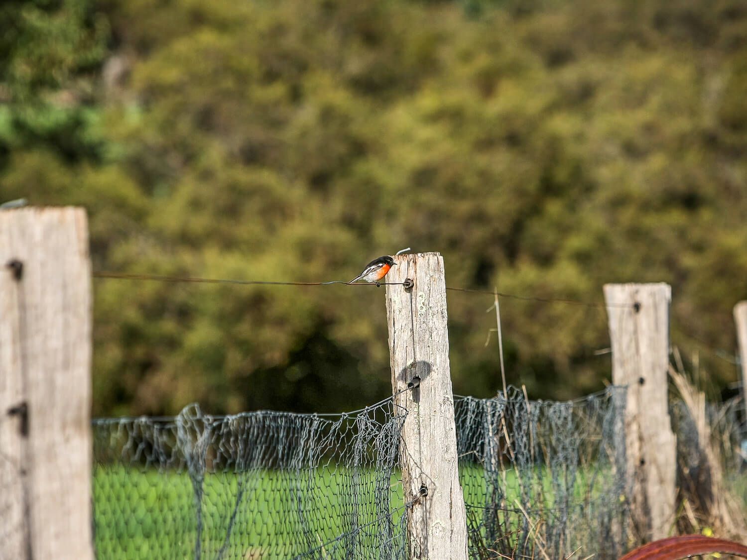 Boronia Farm