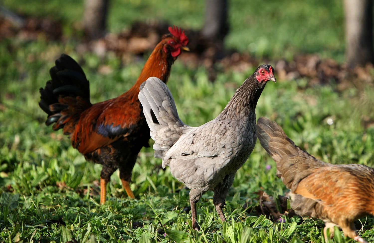 Boronia Farm