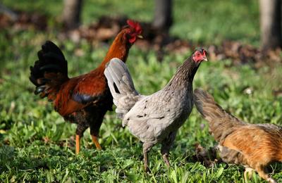 Boronia Farm
